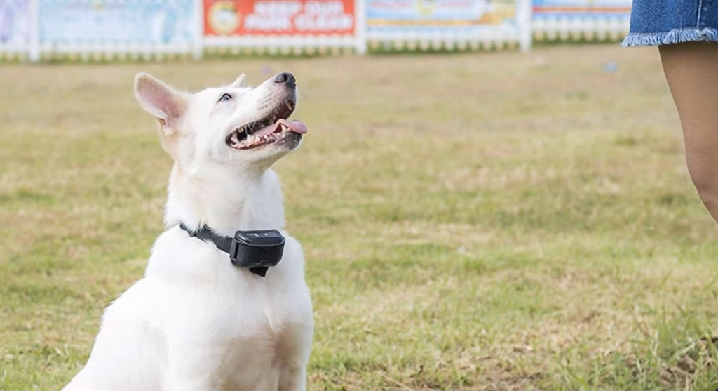 Shock collar outlet for furry dogs