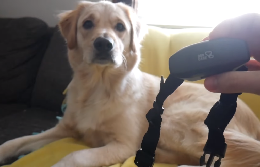 Shock collar to keep dog store off couch