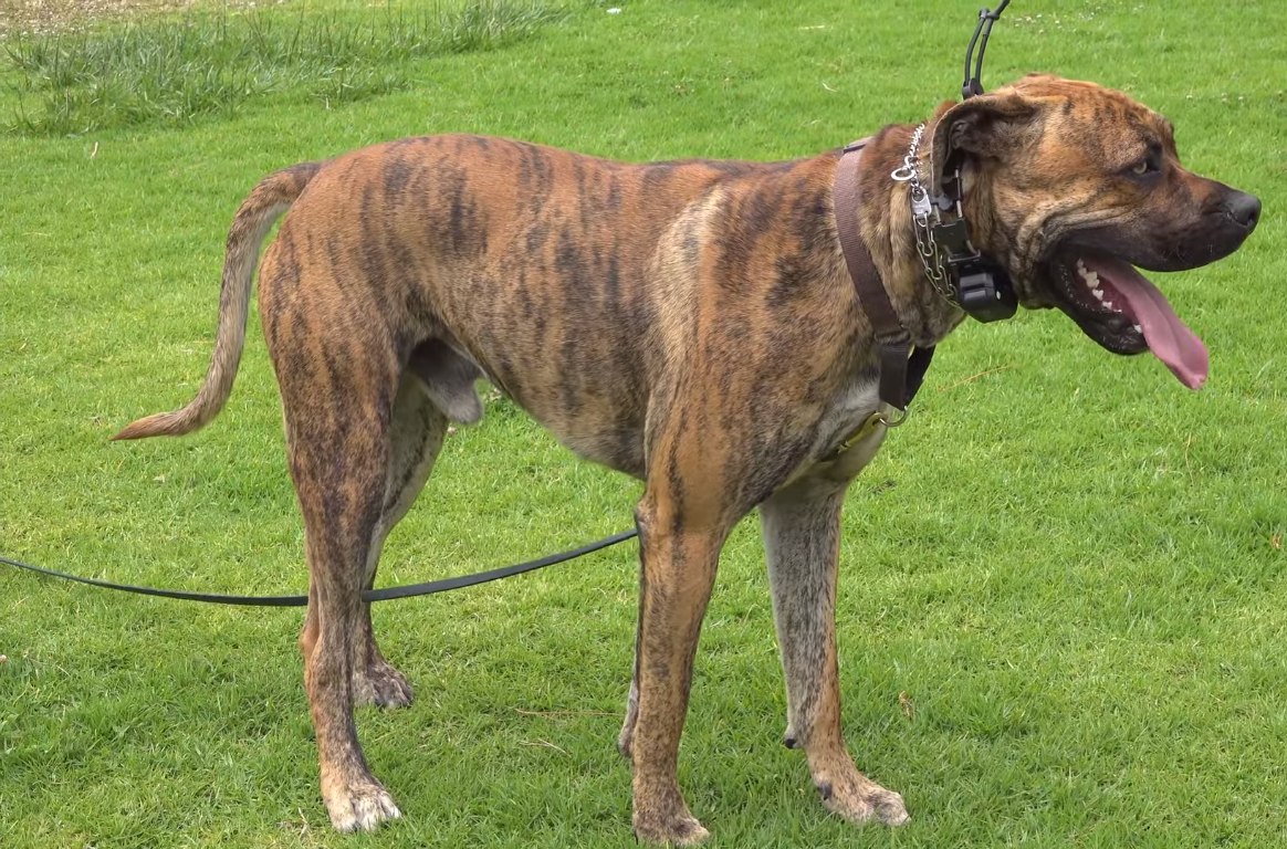 How Many Volts Is A Dog Shock Collar? [Is It Cruel Or Not]