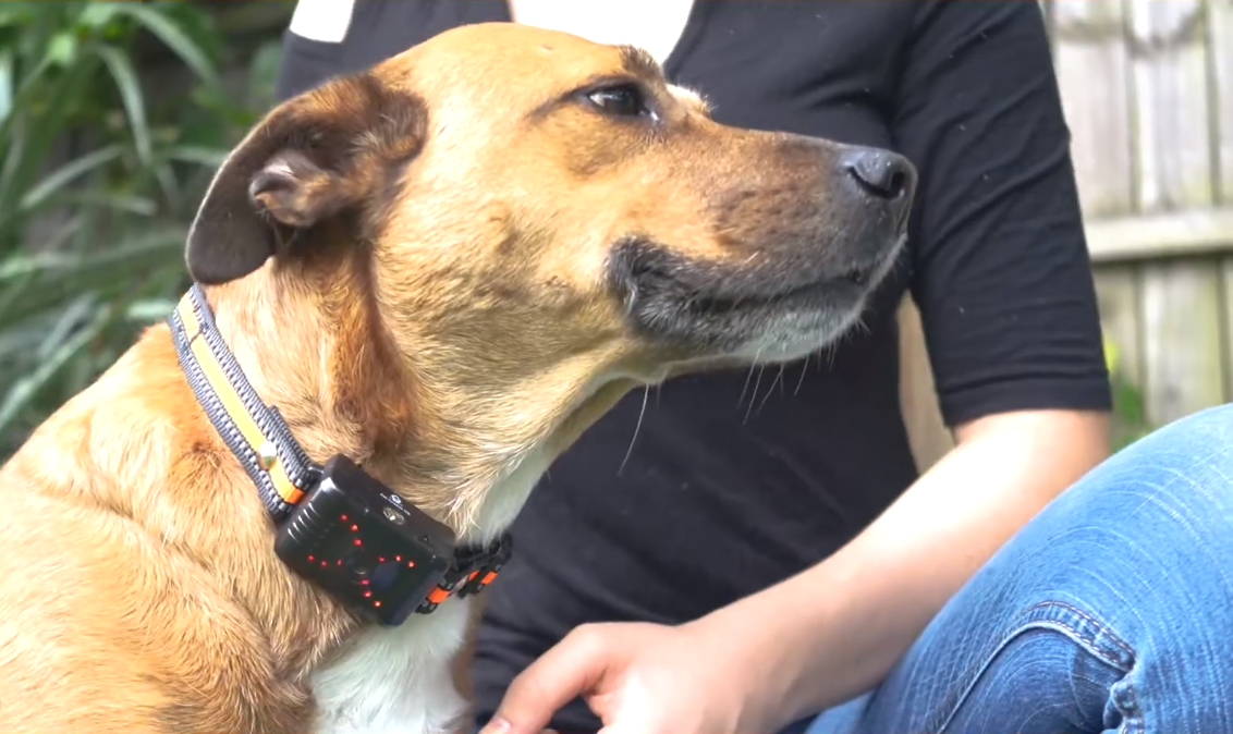 How Many Volts Is A Dog Shock Collar? [Is It Cruel Or Not]