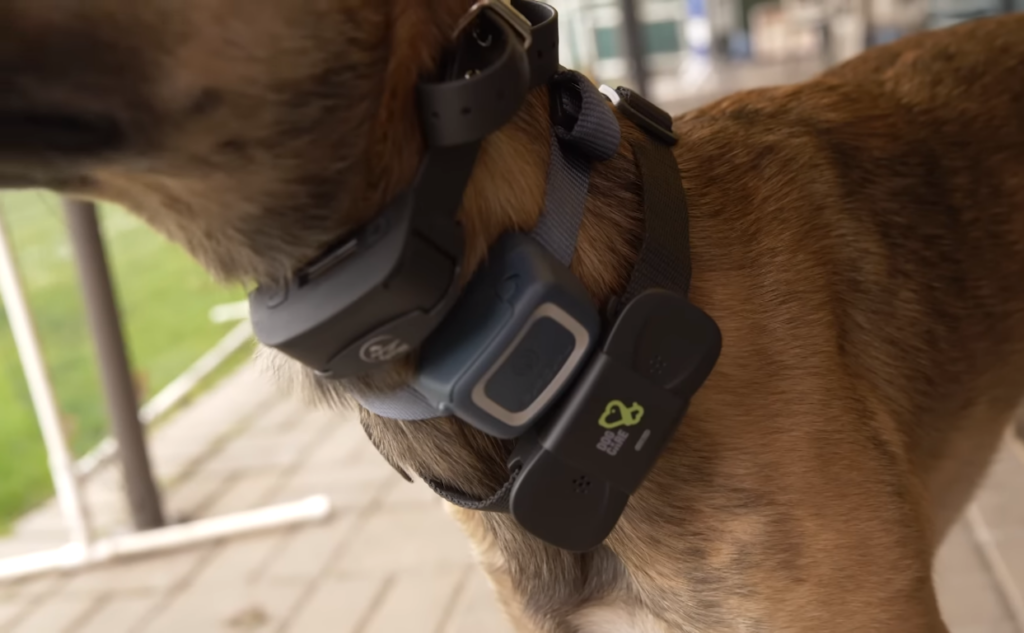 Best shock collar for 2024 mastiff