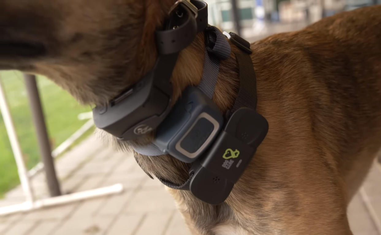 How Many Volts Is A Dog Shock Collar? [Is It Cruel Or Not]