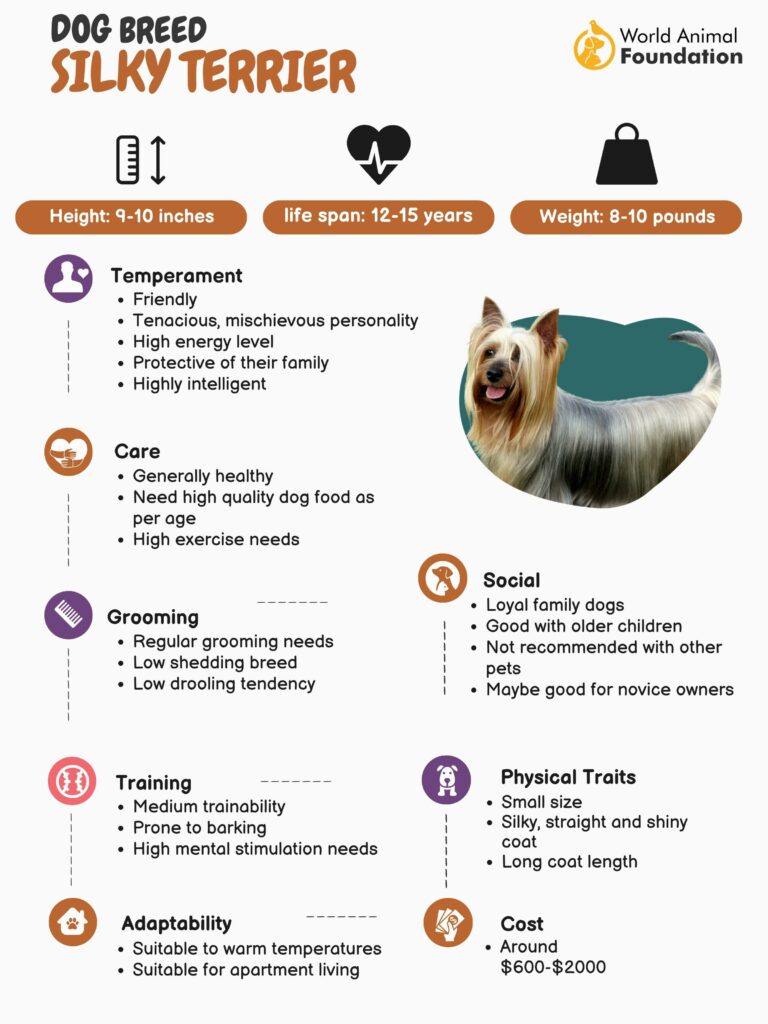 how much should you feed a silky terrier