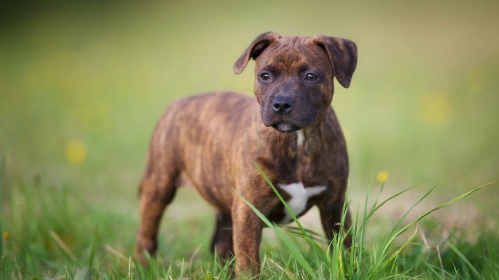 Staffordshire Bull Terrier