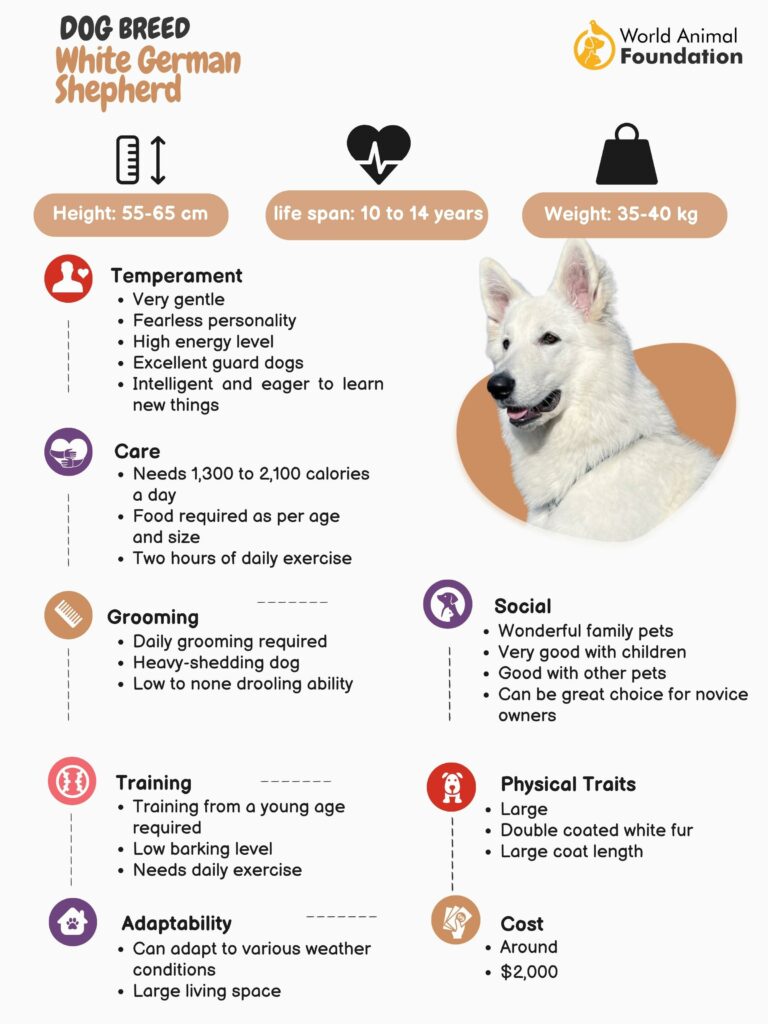 Pure white store german shepherd price