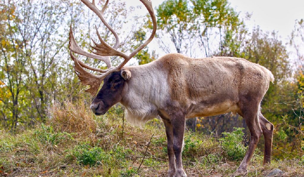 Woodland Caribou