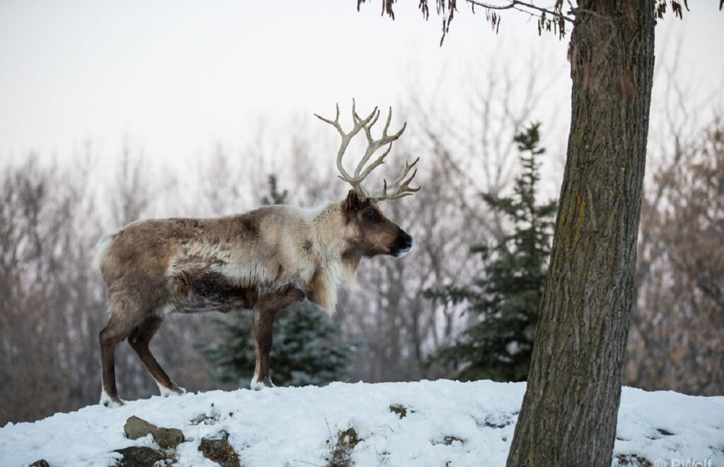 Woodland Caribou