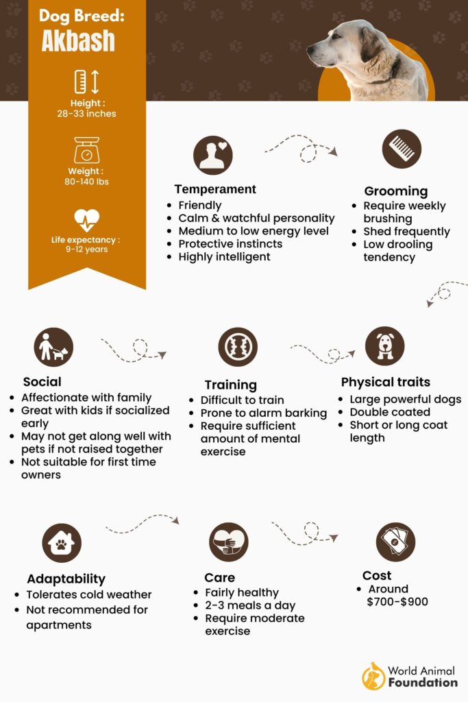 Akbash Personality Traits Health And Grooming WAF