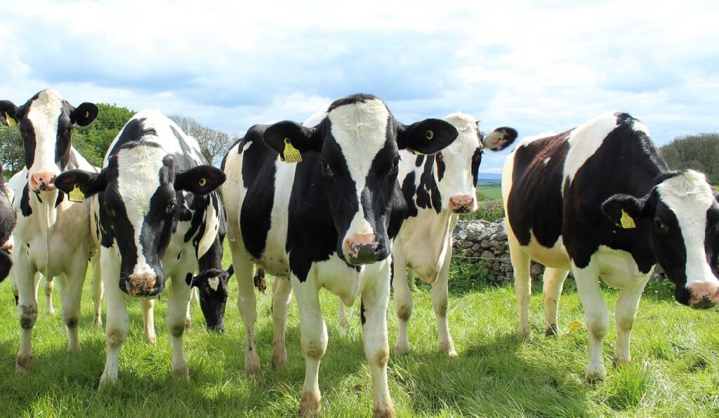 largest beef producing states