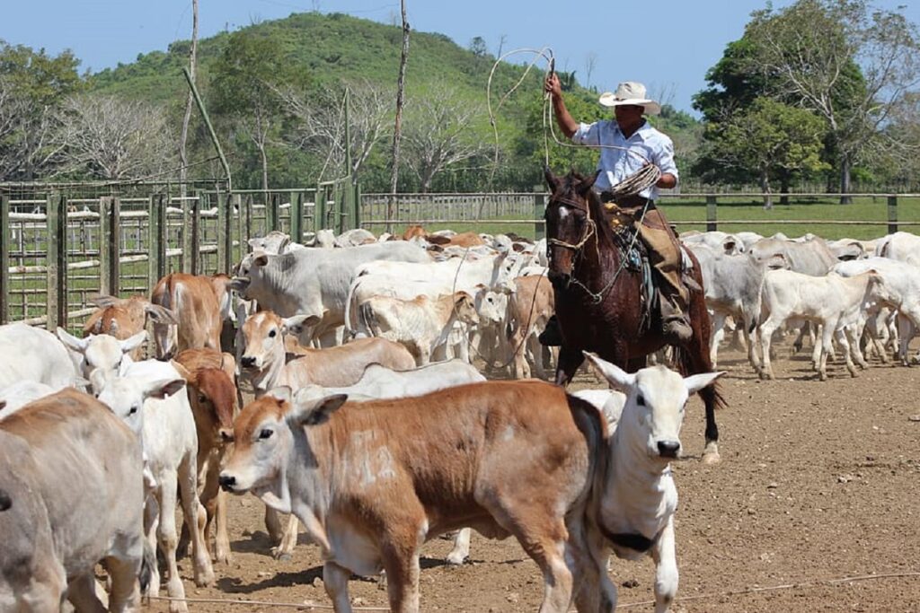 largest beef producing states
