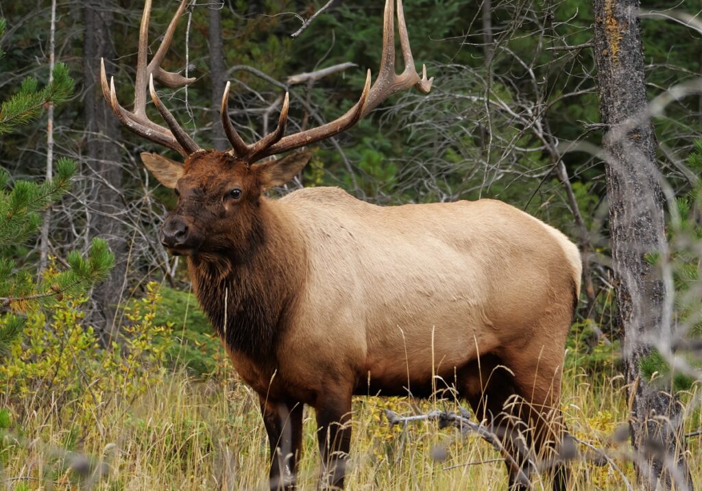 animals in west virginia