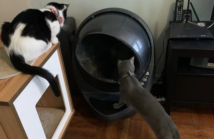 litter robot 3 is a self-cleaning litter box