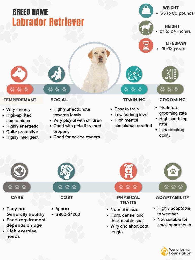 Labrador Retriever Dog Breed Traits & Characteristics