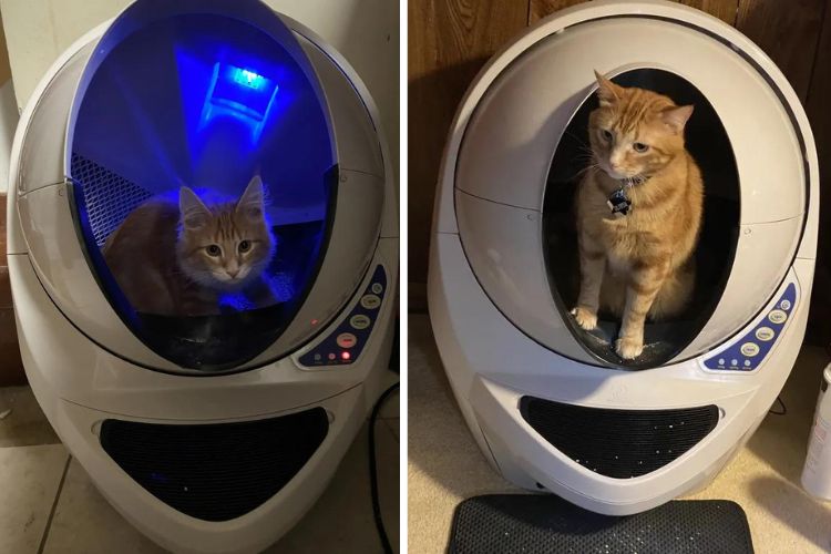 Litter-Robot 3 Connect