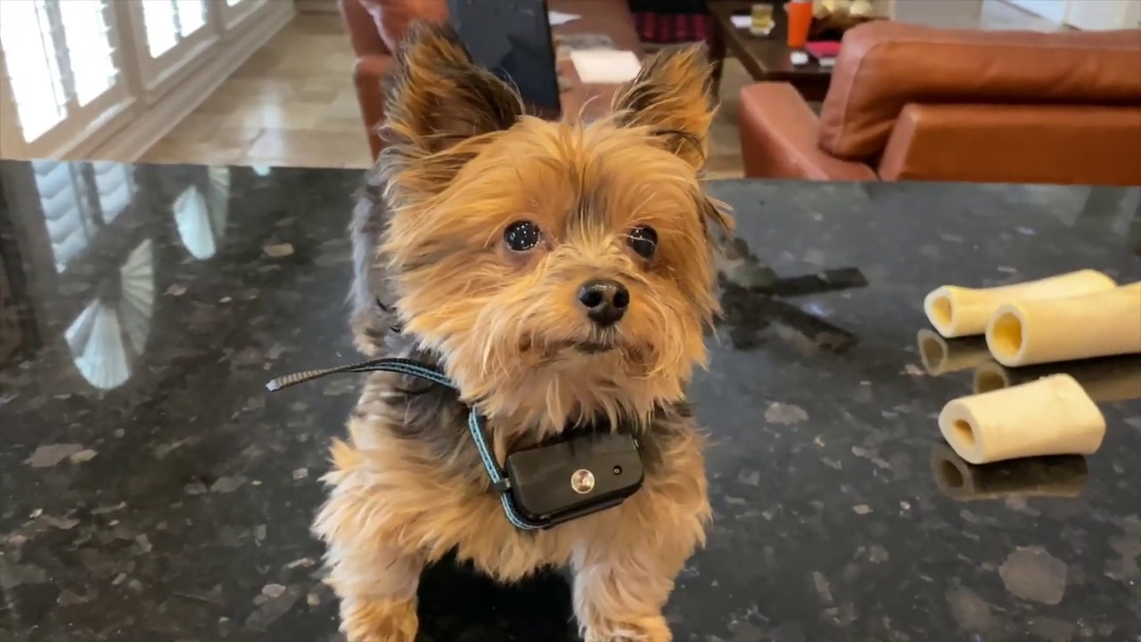 How Many Volts Is A Dog Shock Collar? [Is It Cruel Or Not]