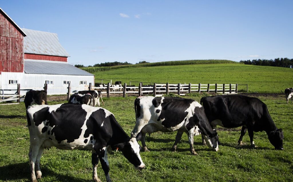 cattle in the united states