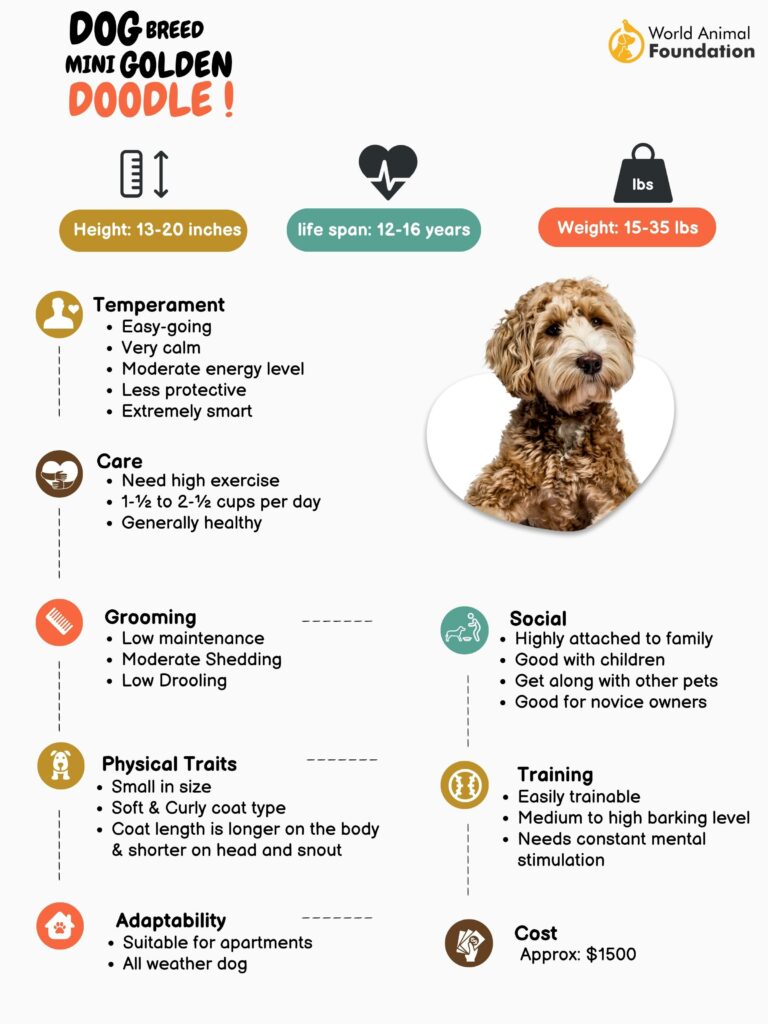 What to feed outlet goldendoodle puppy