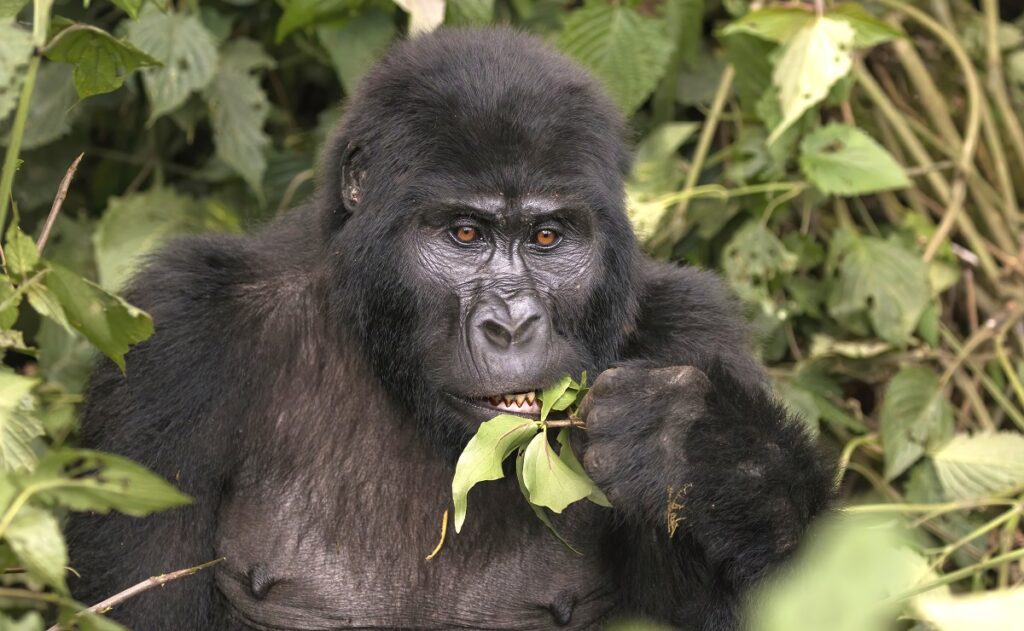 Mountain Gorilla