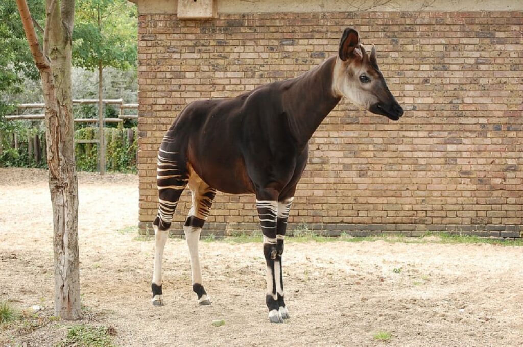 okapi