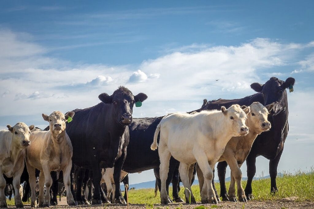 beef production by state
