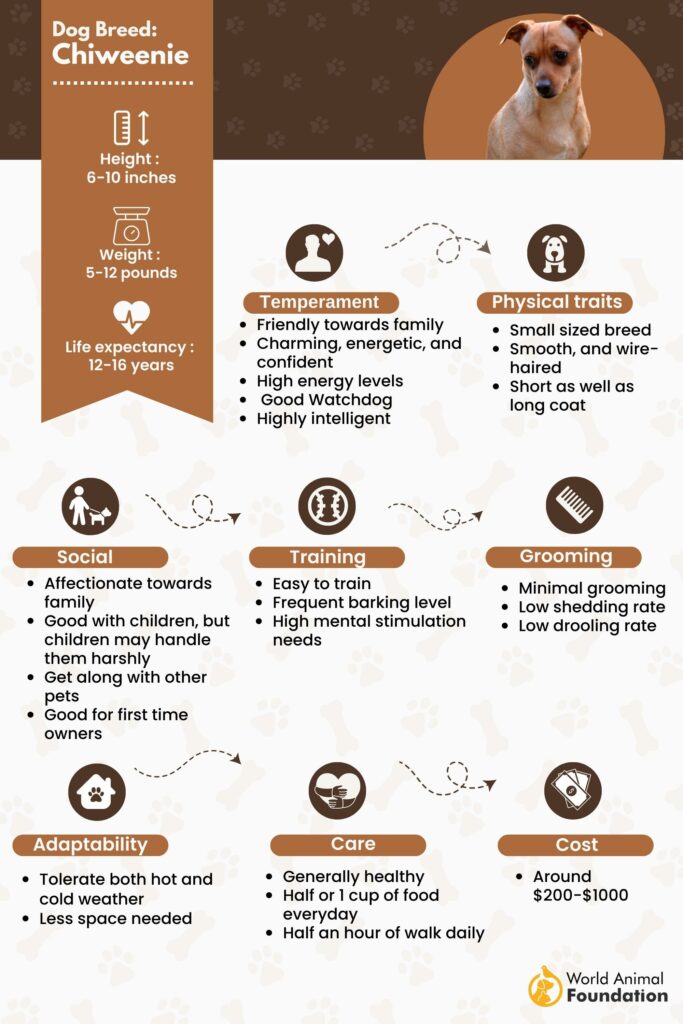 Chiweenie Dog Personality Traits And Breed Information