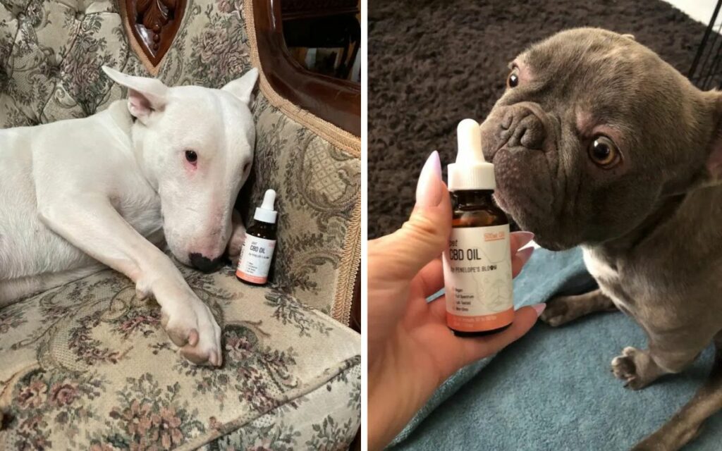 cbd tincture for dogs
