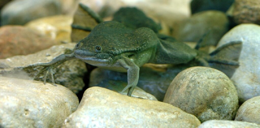 African clawed frog