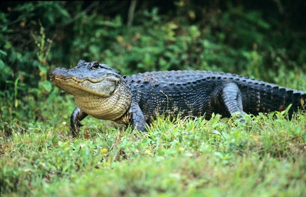 NC's First Sanctioned Alligator Hunt Ends With One Kill