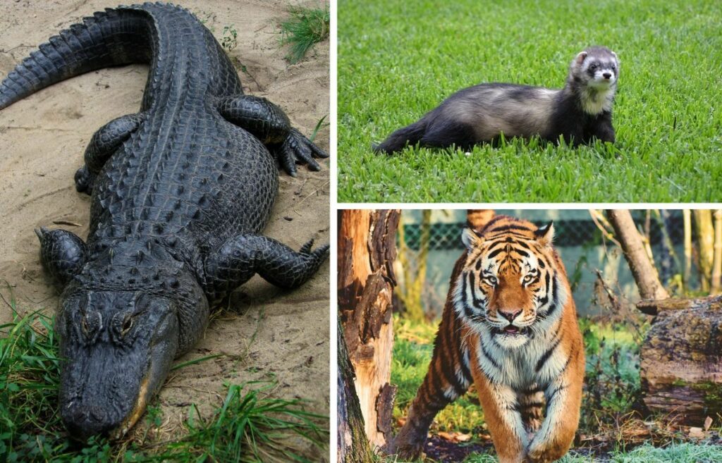 Animals That Are Illegal To Own Unveiling Banned Beauties