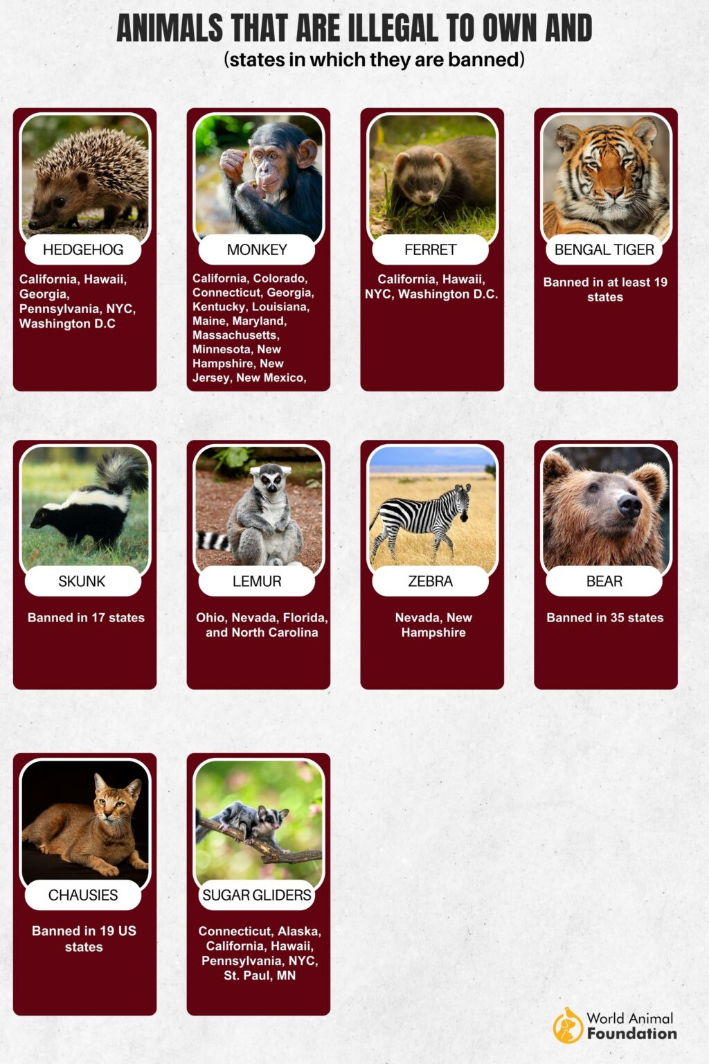 Animals That Are Illegal To Own Unveiling Banned Beauties