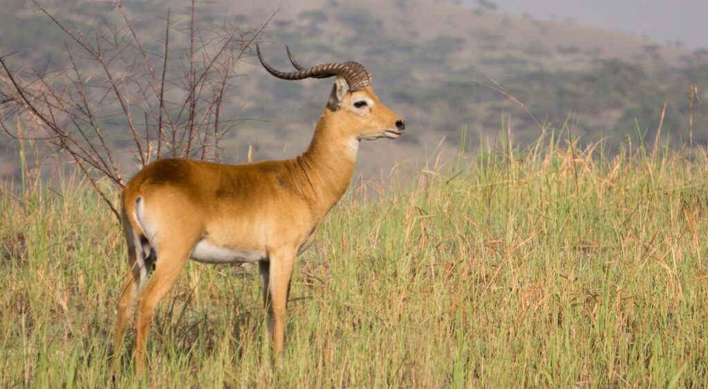 antelope