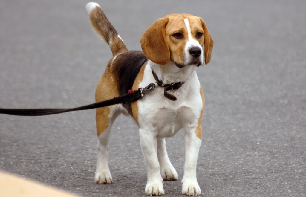 what's the most popular dog