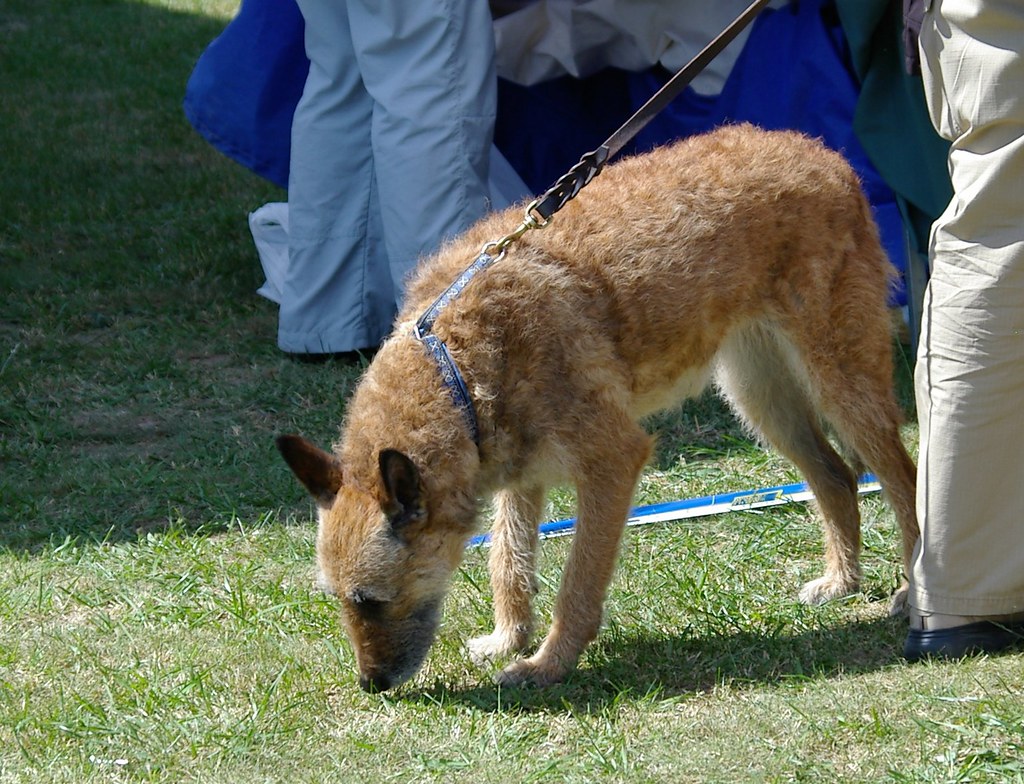 least popular dog breeds in US