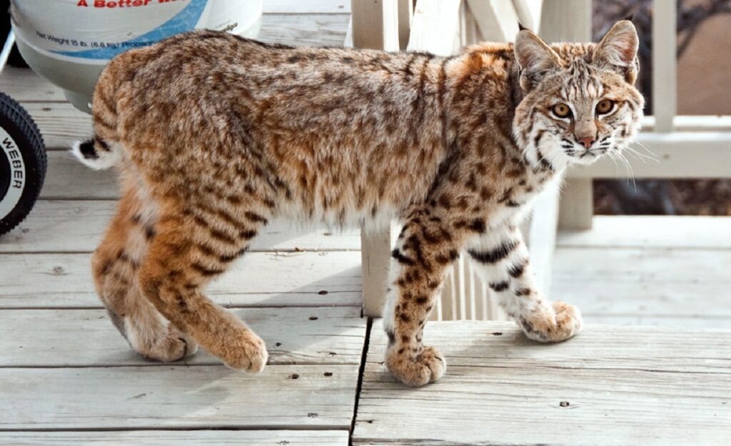 Bobcats