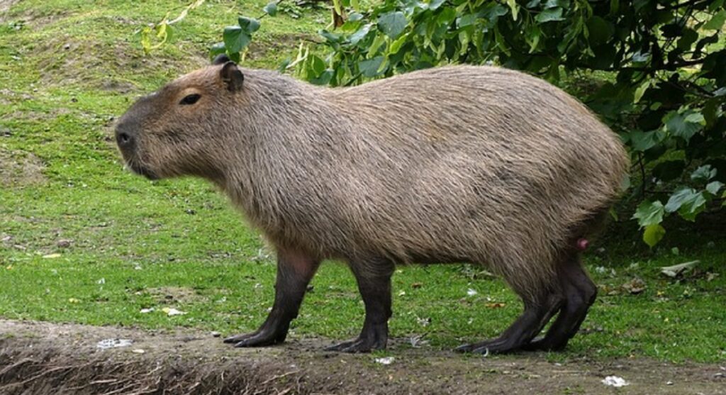 Capybara