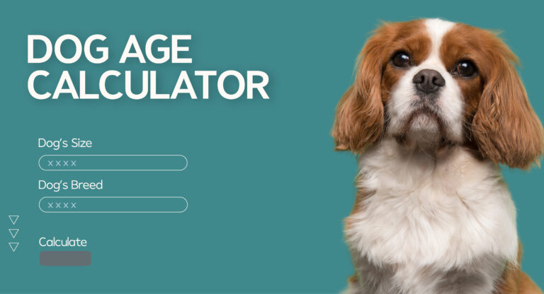 Dog Age Calculator: How Old Is My Dog In Human Years?