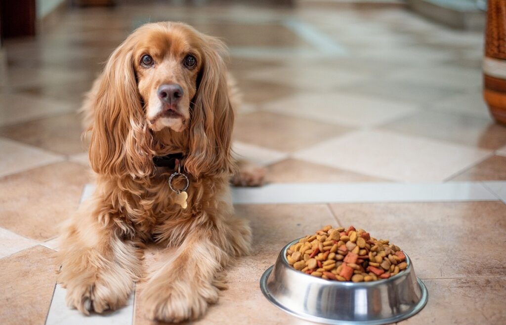 most popular dog breeds