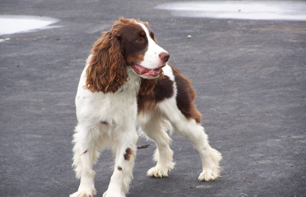 whats the best dog