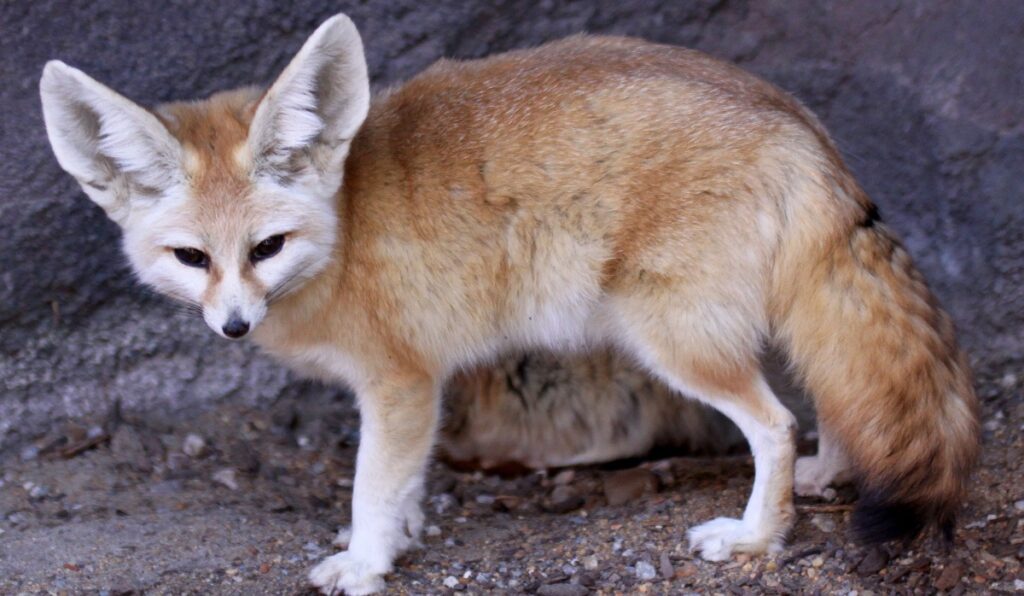 fennec fox