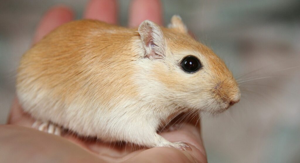 Gerbils