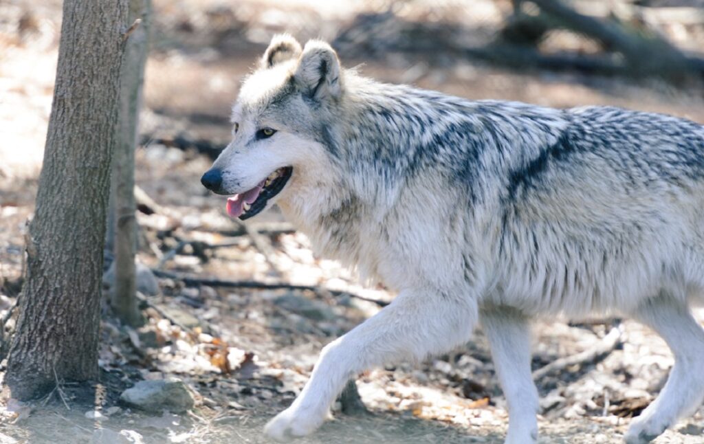 Gray Wolf - Size, Habitat, Diet, Predators, & Facts