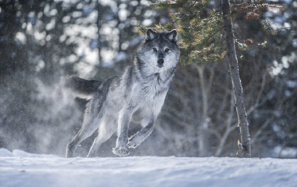 Gray Wolf - Size, Habitat, Diet, Predators, & Facts