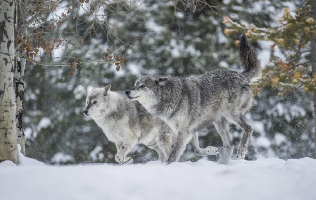 Gray Wolf - Size, Habitat, Diet, Predators, & Facts