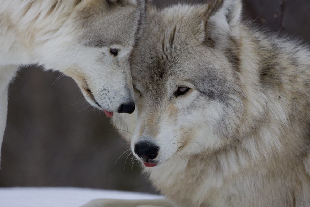 Gray Wolf - Size, Habitat, Diet, Predators, & Facts