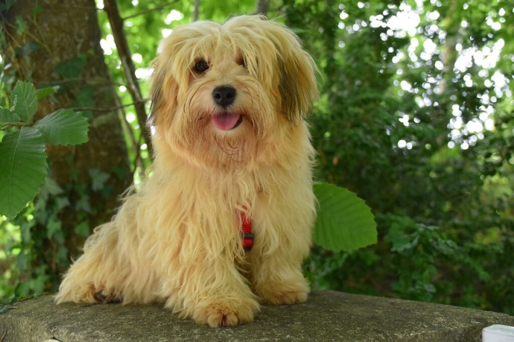 newest dog breeds