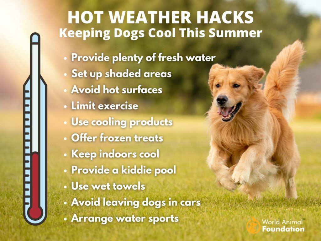 Dog Summer Boredom Buster  An easy way to keep your dogs cool!