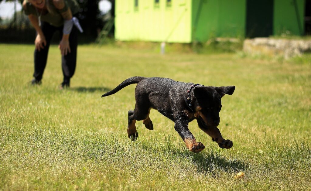 how to keep dog in yard without fence
