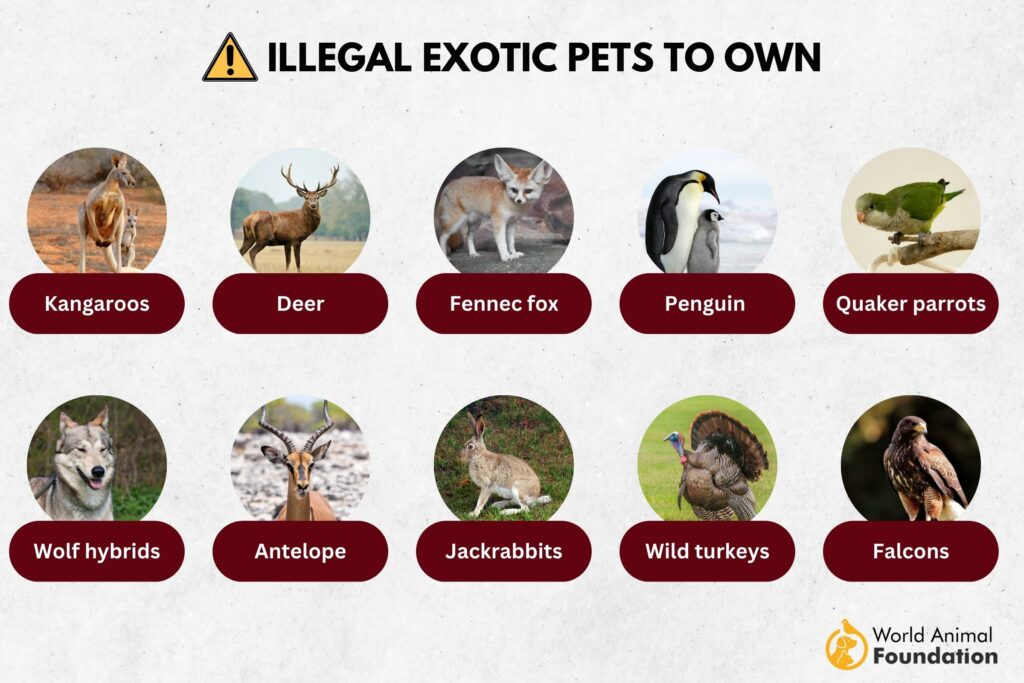 Types of exotic store pets