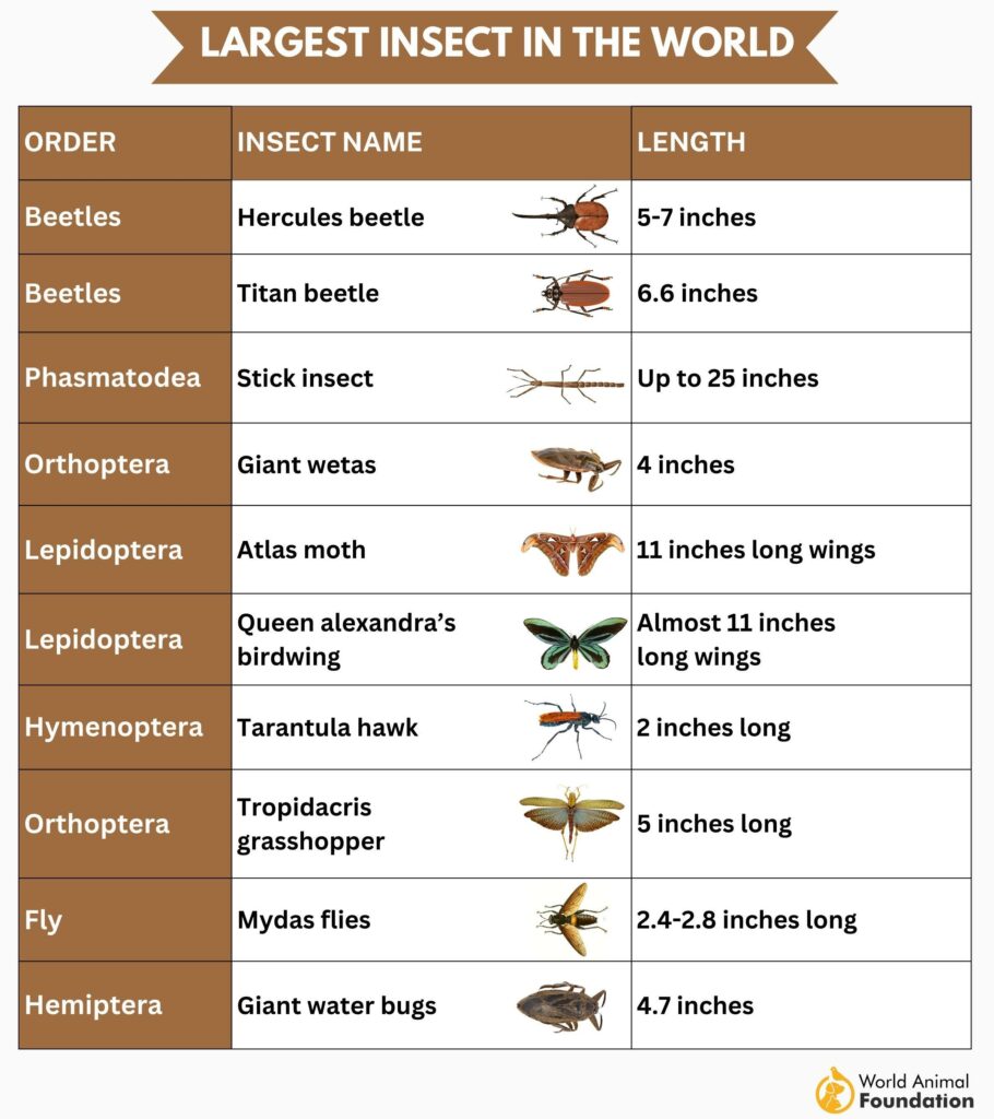 Alright so, Mantris. Why is finding the giant bug in good shape such a  rarity? You can find an aatonishing amount of the deka but it seems like  when it comes to