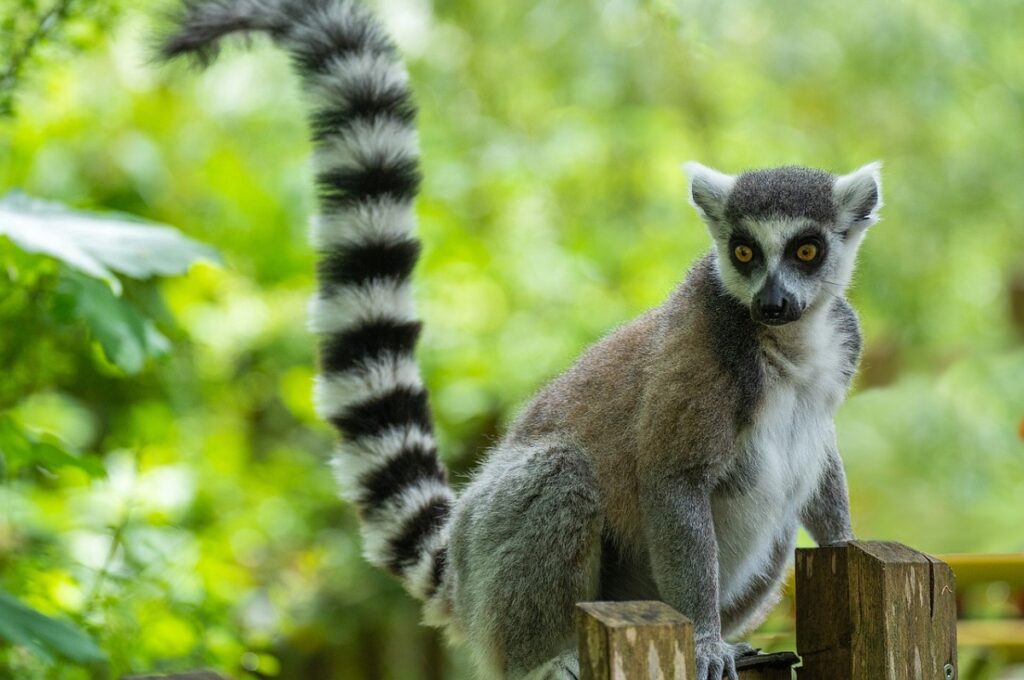 Lemur